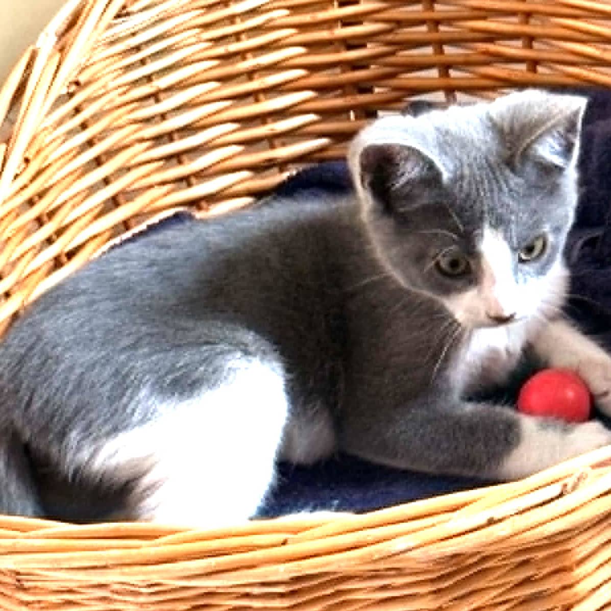 Pêche - Domestic available for adoption