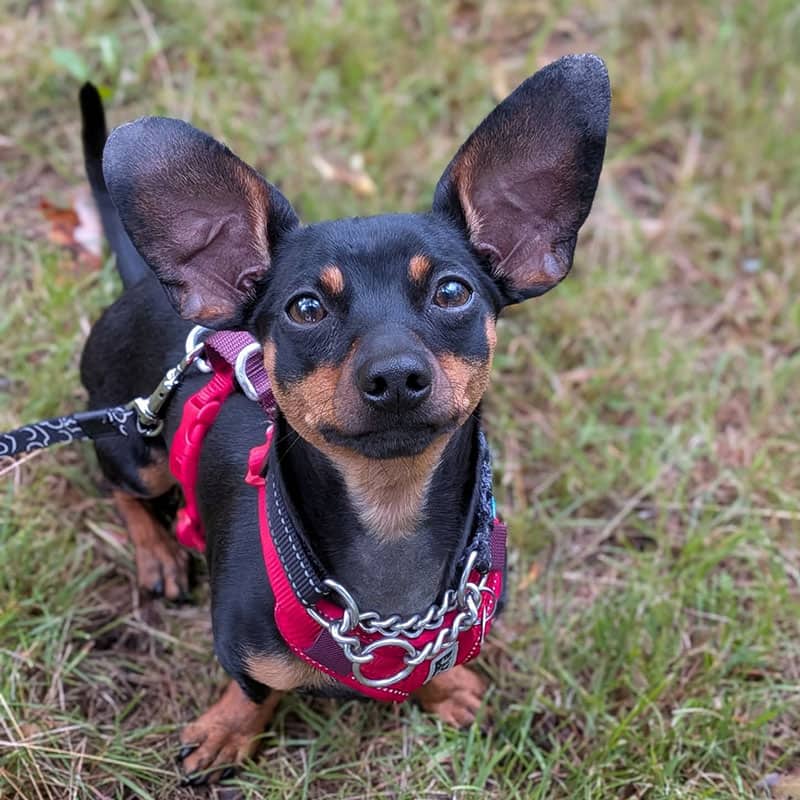 Pickle - Dachshund available for adoption