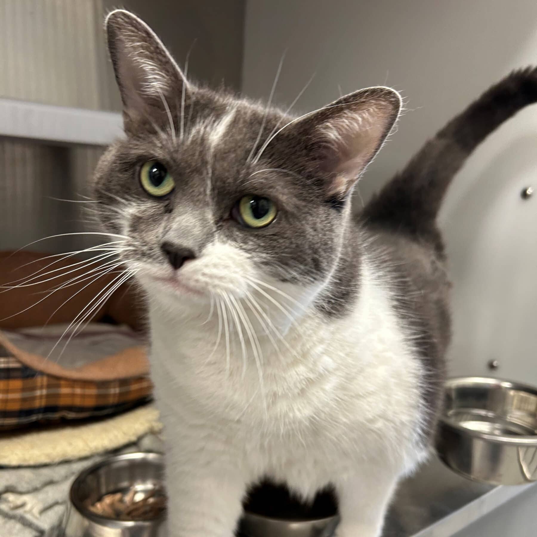 Pirouette - Domestic available for adoption