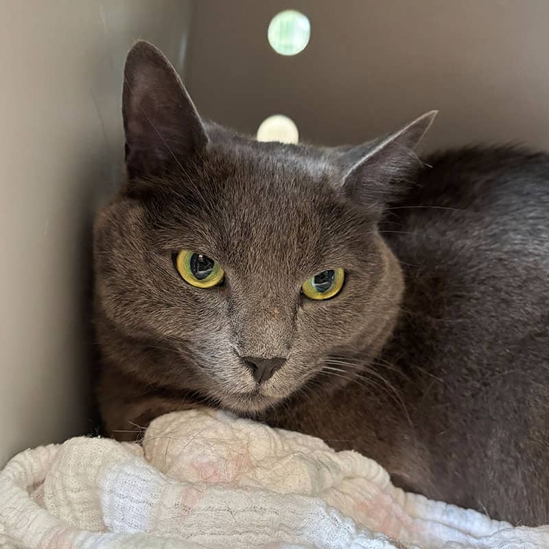 Pleek - Domestic available for adoption
