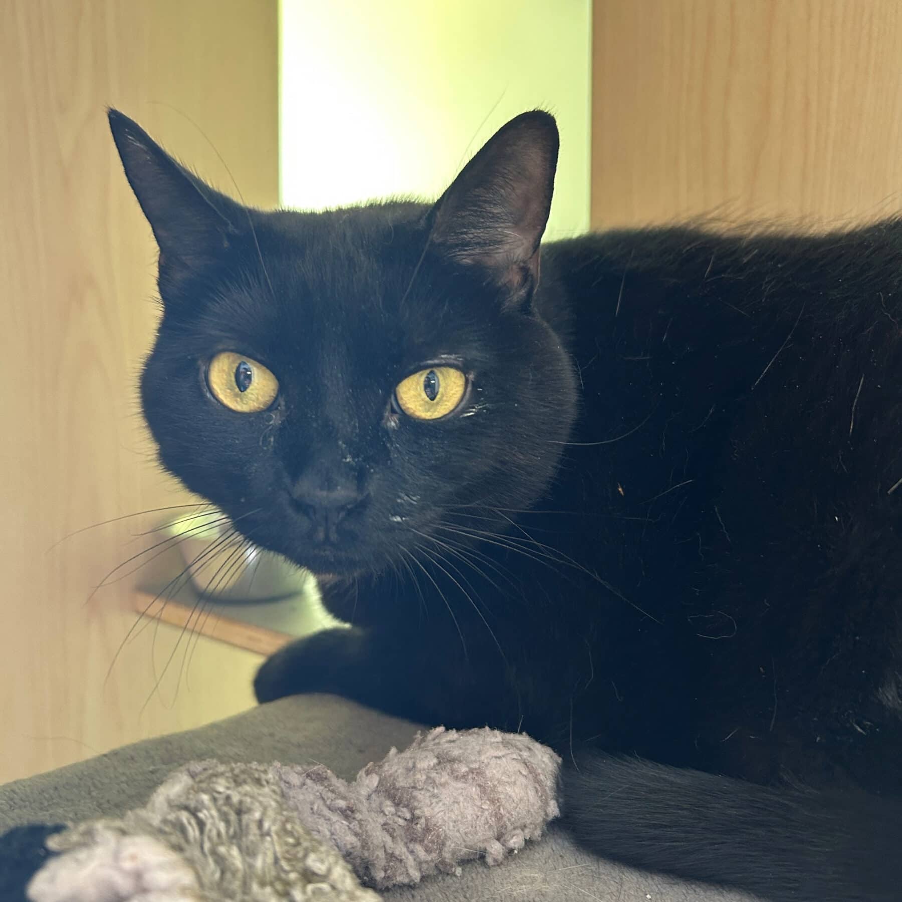 Raphaëlle - Domestic available for adoption