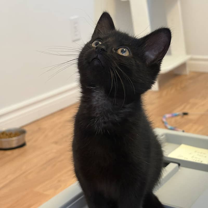 Raphy - Domestic available for adoption