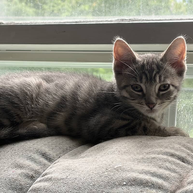 Rébé - Domestic available for adoption
