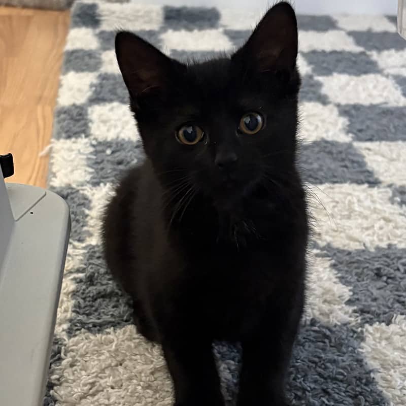 Sissy - Domestic available for adoption