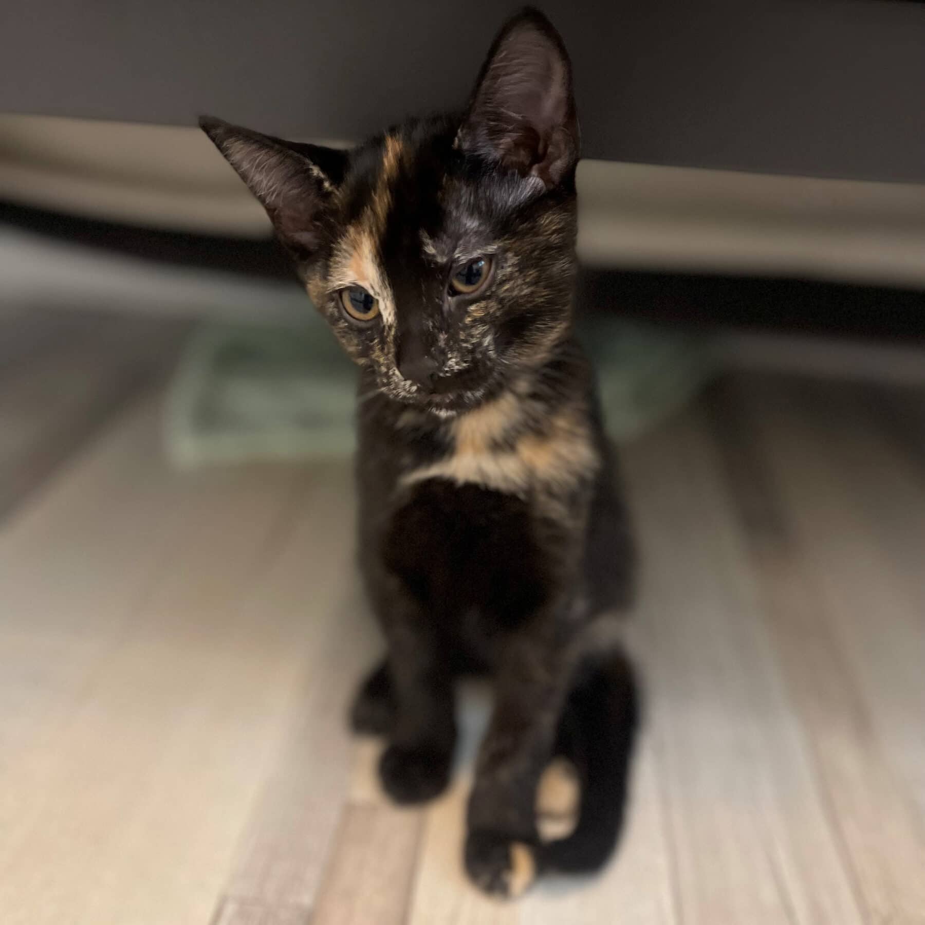 Skittles - Domestic available for adoption