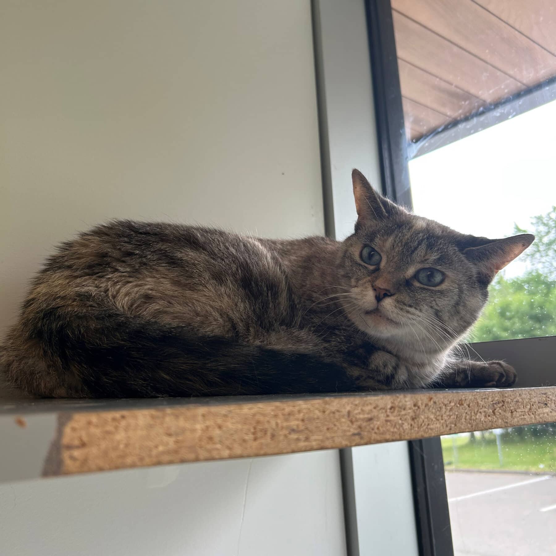 Timide - Domestic available for adoption