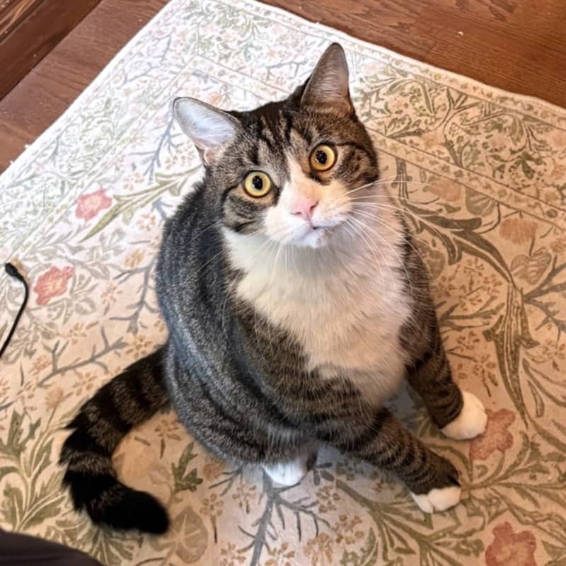 Tom - Domestic available for adoption