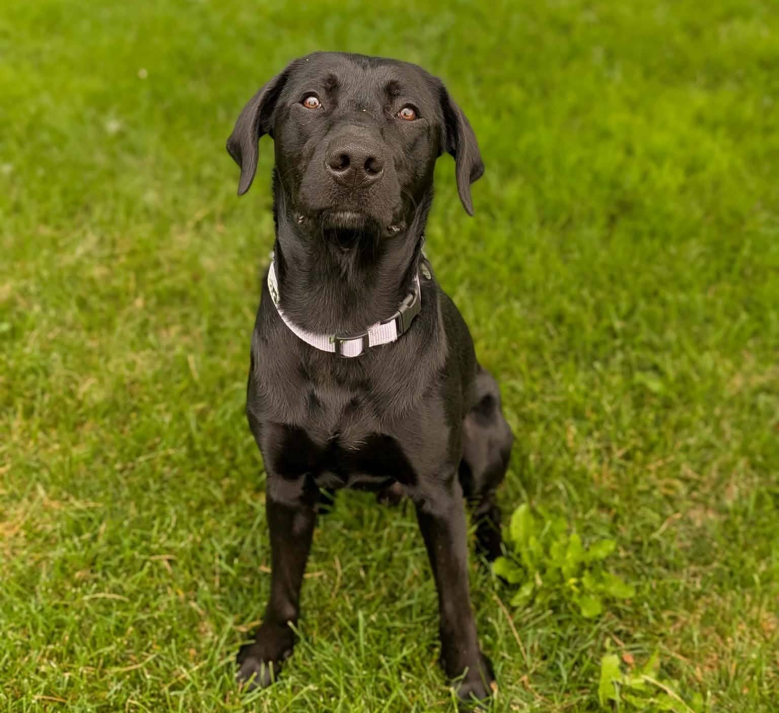 Travis - Mixed Breed available for adoption