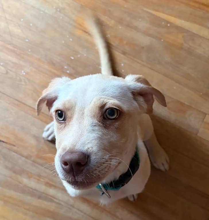 Tumnus - Mixed Breed available for adoption