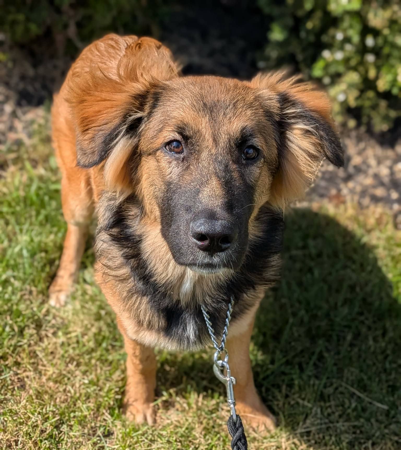Valka - Mixed Breed available for adoption