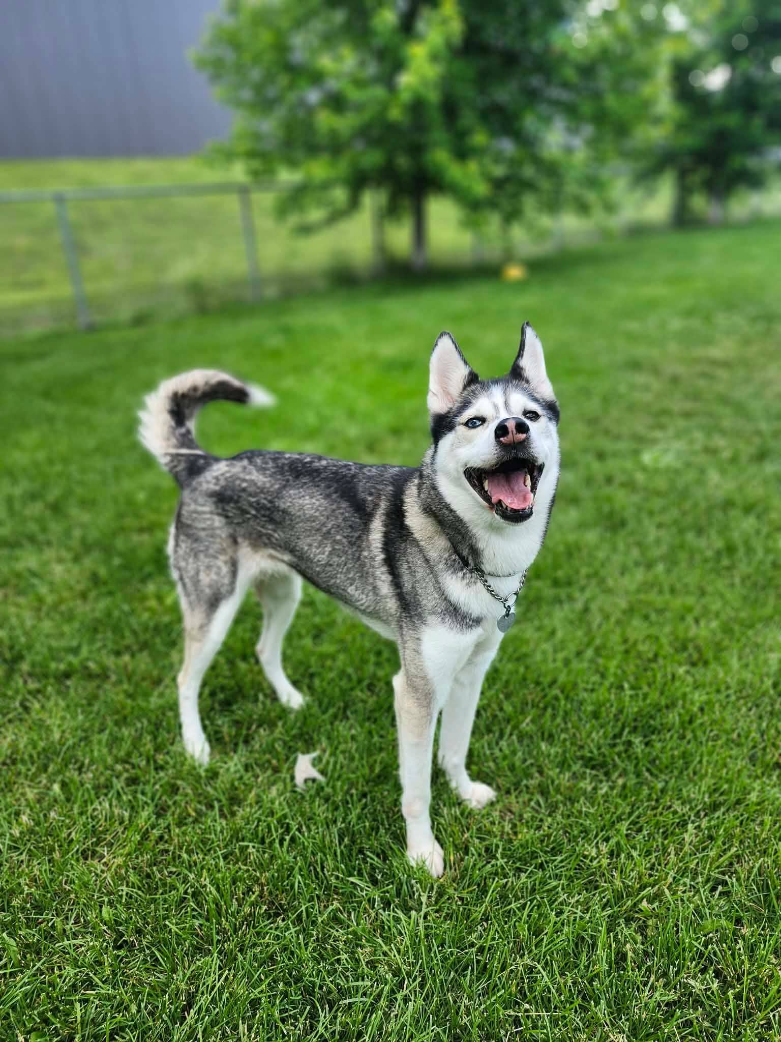 Yumi - Mixed Breed available for adoption