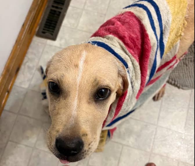 Edmunda - Mixed Breed available for adoption