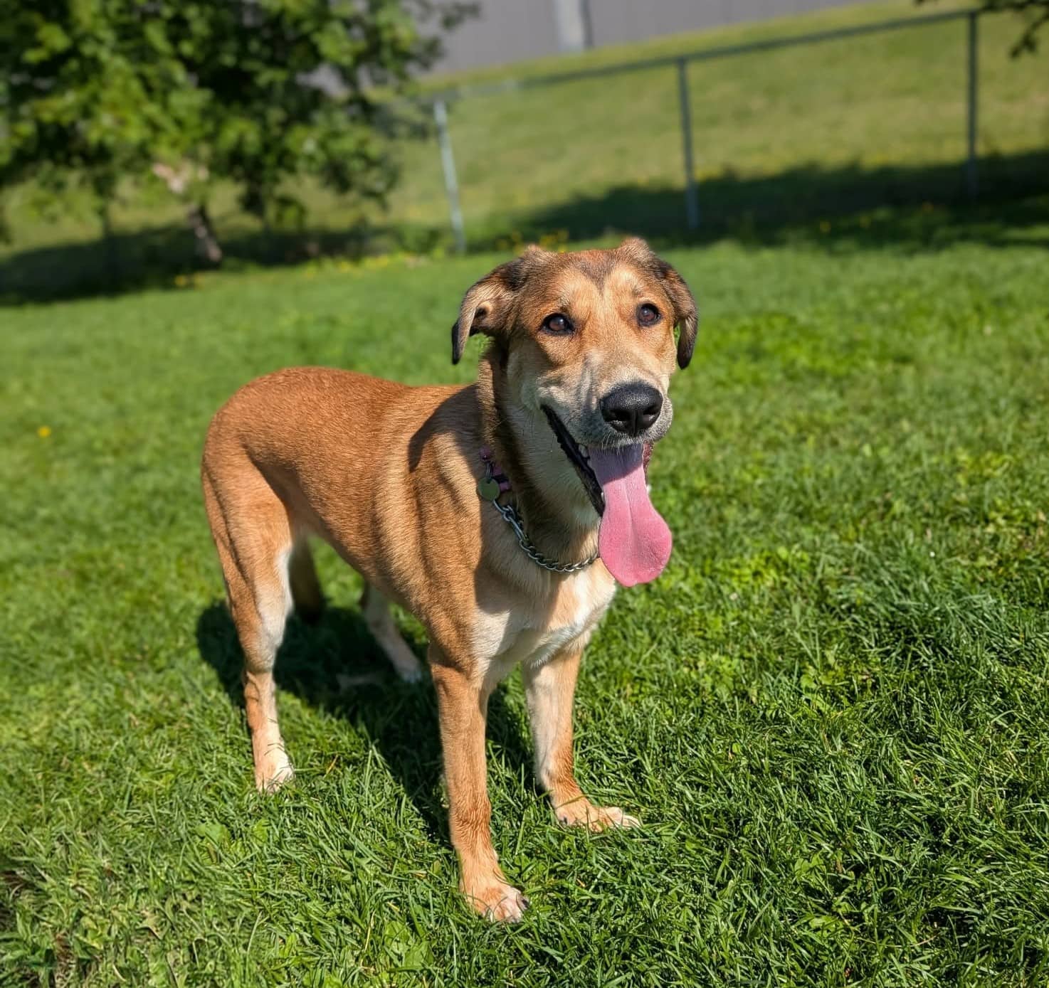 Adeline - Mixed Breed available for adoption at SPA de l'Estrie in Sherbrooke