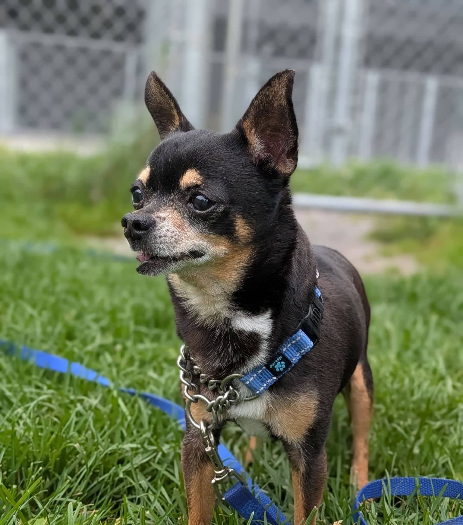 Alphonso - Mixed Breed available for adoption at SPA de l'Estrie in Sherbrooke