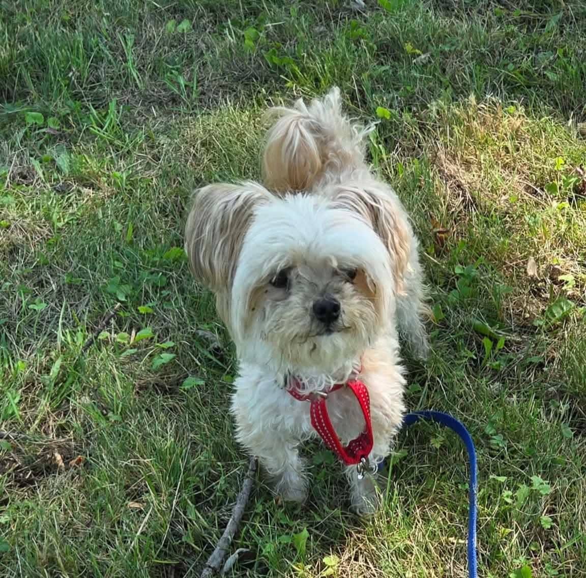 Amigo - Mixed Breed available for adoption at SPA de l'Estrie in Sherbrooke