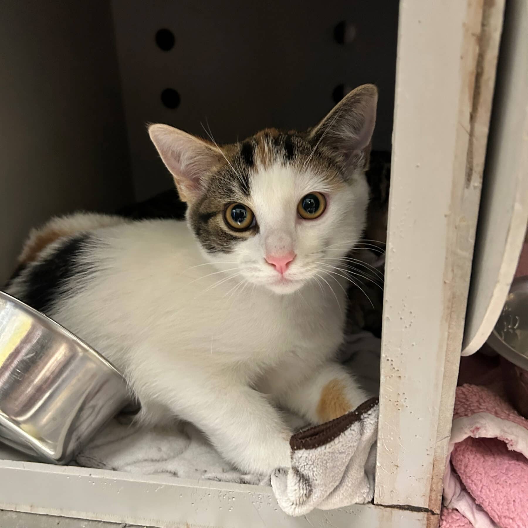 Bernache - Domestic cat available for adoption at SPA de l'Estrie in Sherbrooke