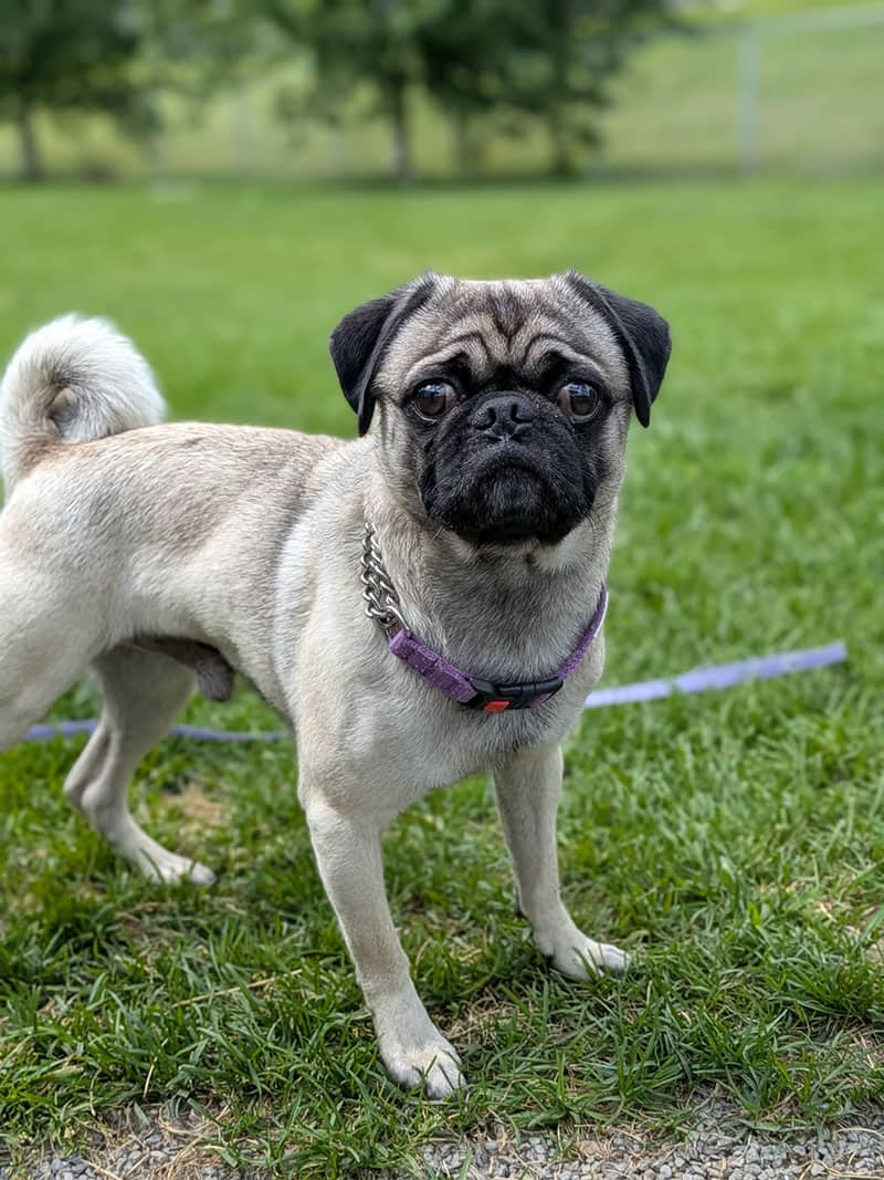 Carlos - Mixed Breed available for adoption at SPA de l'Estrie in Sherbrooke