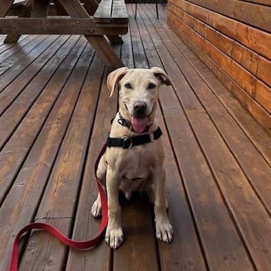Caspian - Mixed Breed available for adoption at SPA de l'Estrie in Sherbrooke