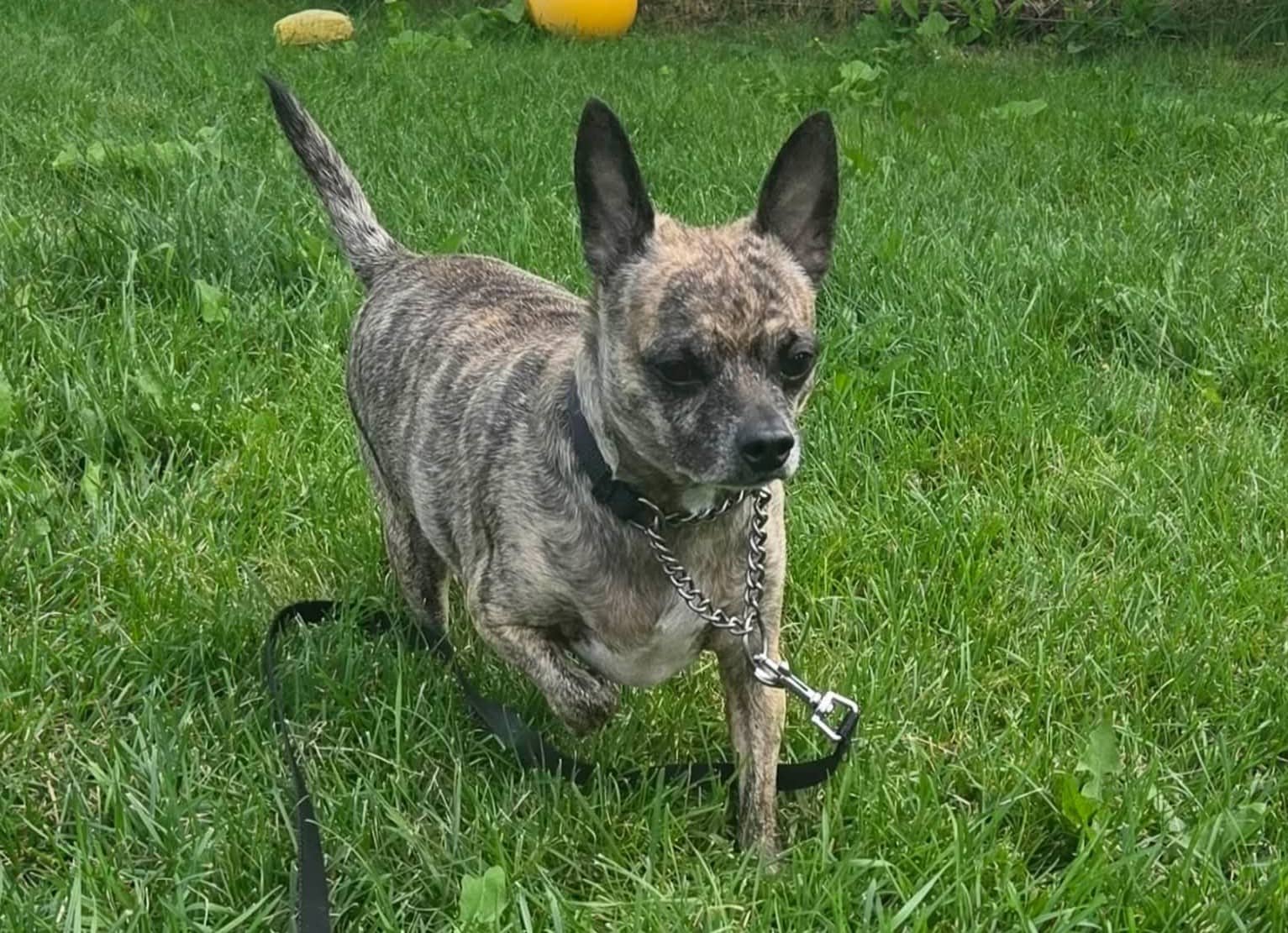 Chico - Mixed Breed available for adoption