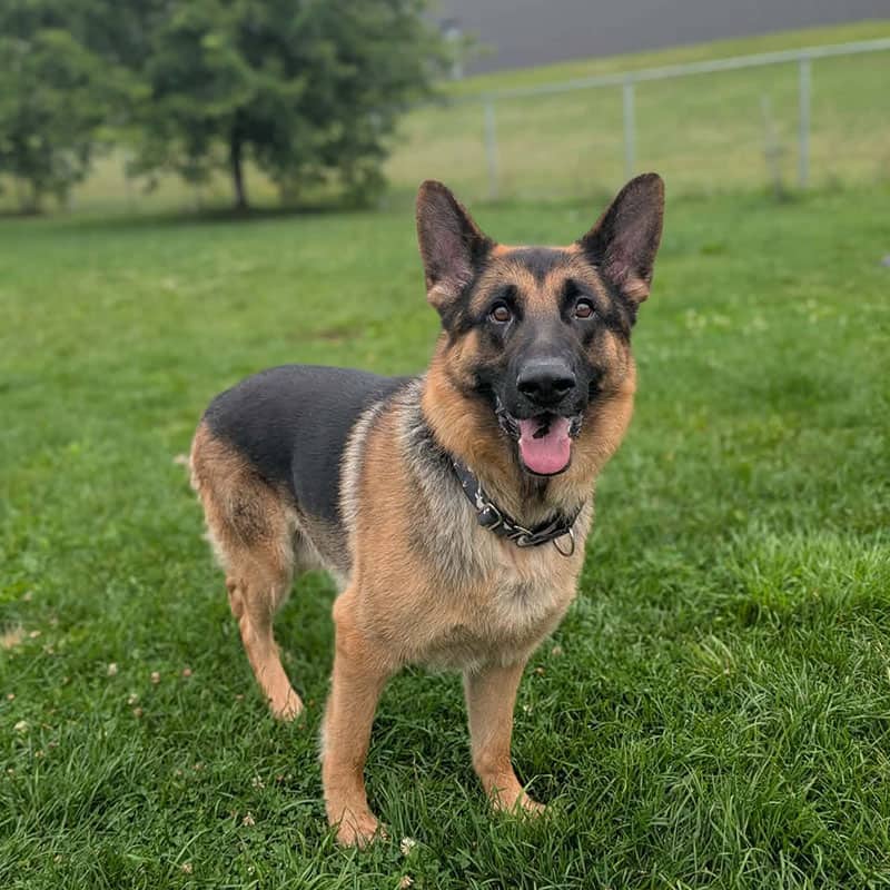 Fabrice - Shepherd available for adoption at SPA de l'Estrie in Sherbrooke