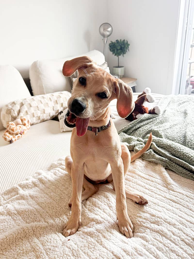 Jill - Mixed Breed available for adoption
