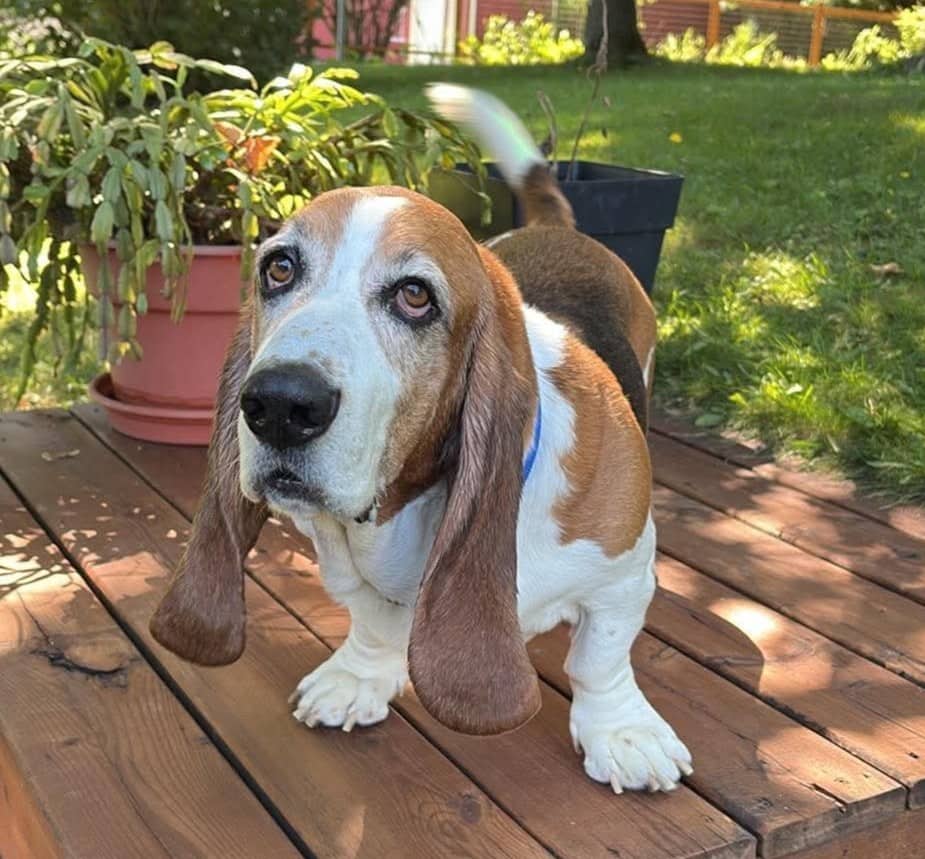 Jimmy - Basset Hound available for adoption at SPA de l'Estrie in Sherbrooke