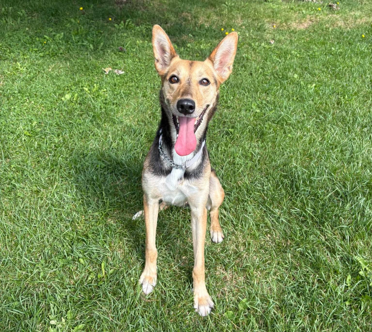 Luna - Mixed Breed available for adoption at SPA de l'Estrie in Sherbrooke