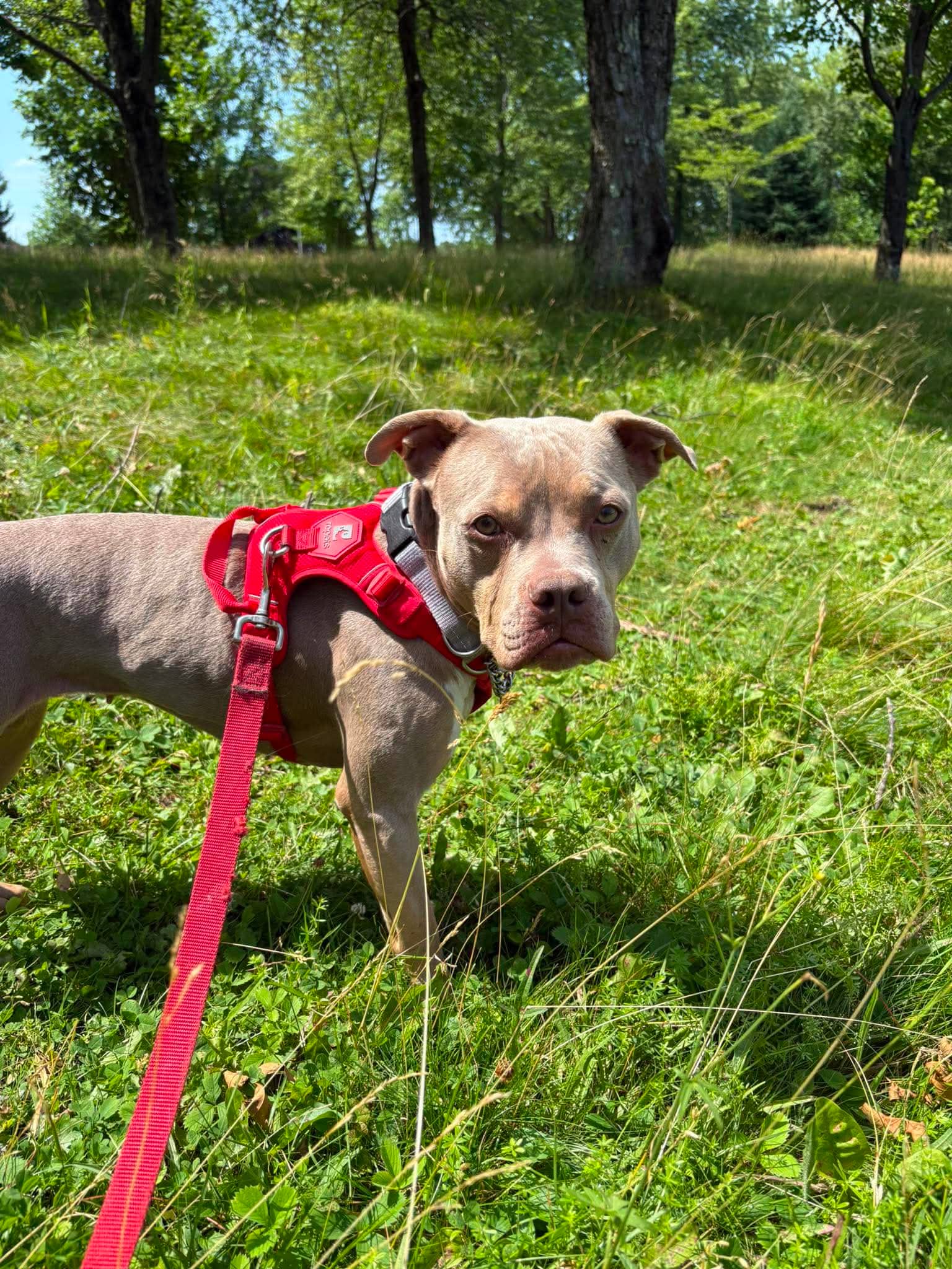 Lydia - Mixed Breed available for adoption at SPA de l'Estrie in Sherbrooke