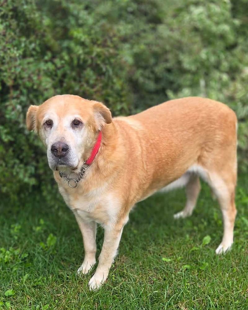 Malcom - Mixed Breed available for adoption at SPA de l'Estrie in Sherbrooke