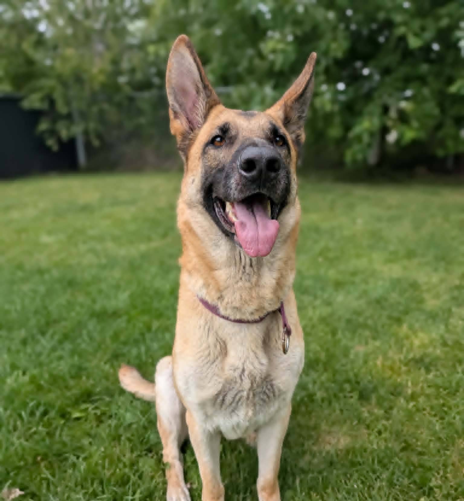 Meleys - Mixed Breed available for adoption at SPA de l'Estrie in Sherbrooke