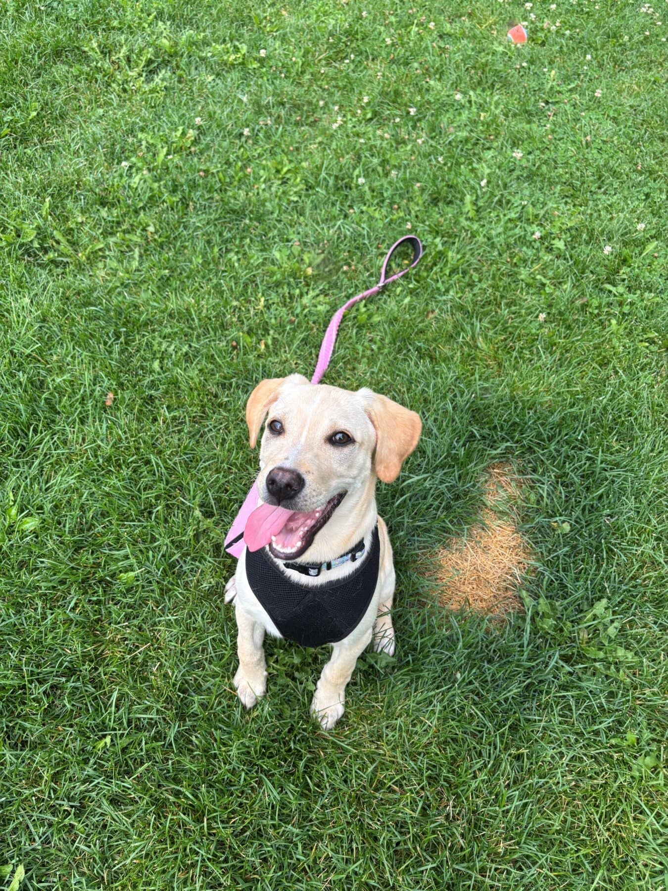 Peter - Mixed Breed available for adoption