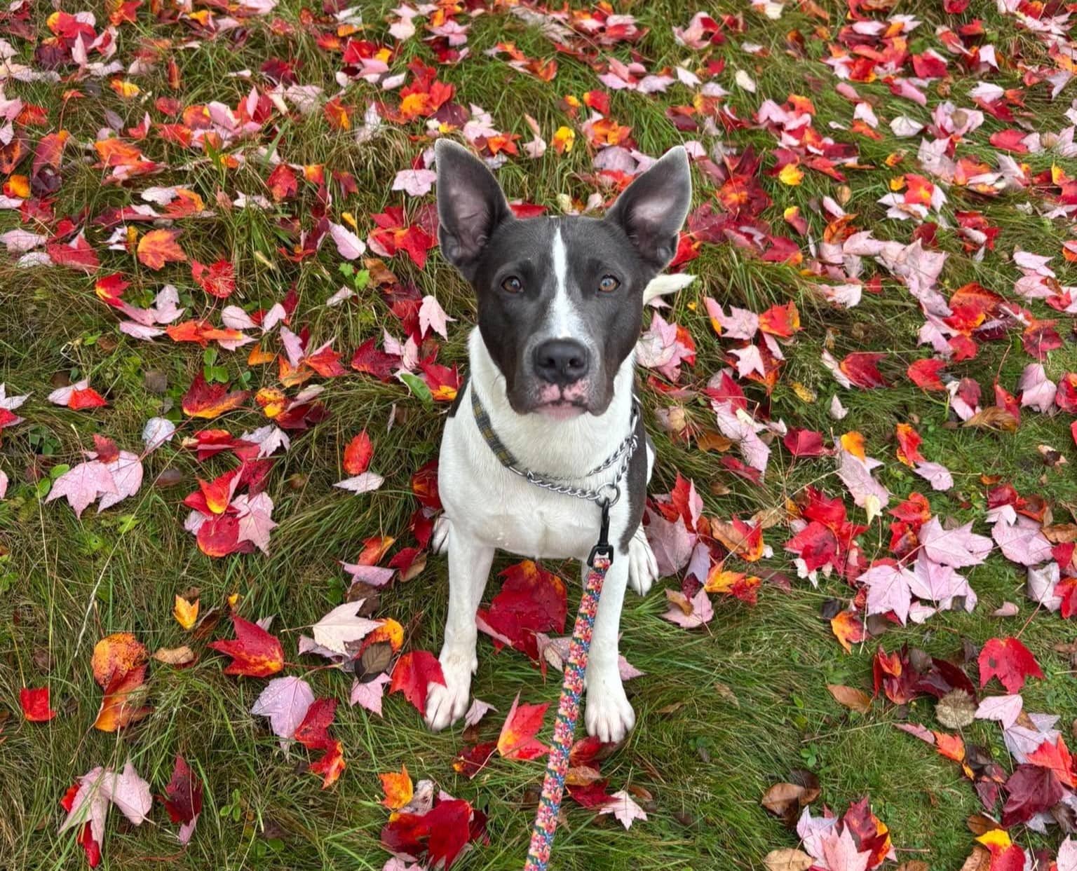 Richard - Mixed Breed available for adoption