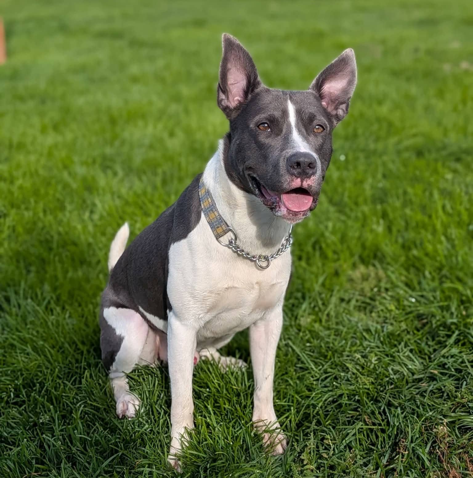 Richard - Mixed Breed available for adoption