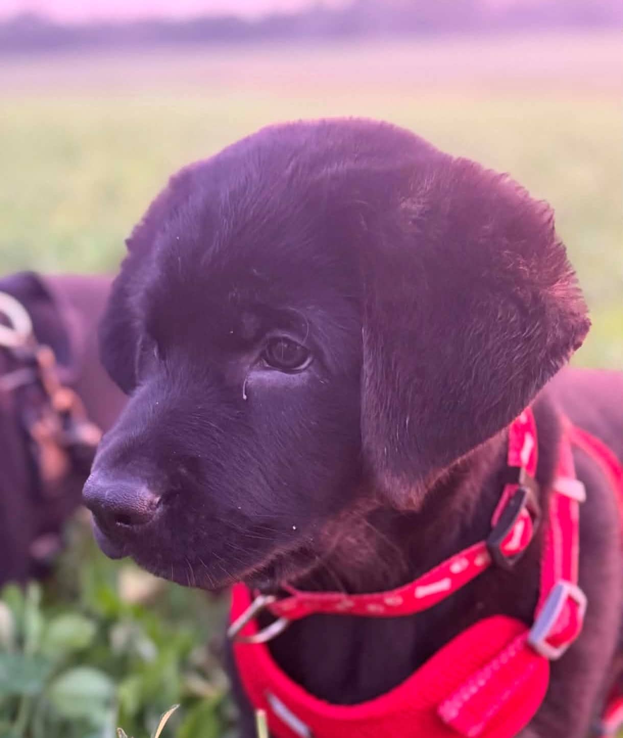 Sam - Mixed Breed available for adoption at SPA de l'Estrie in Sherbrooke