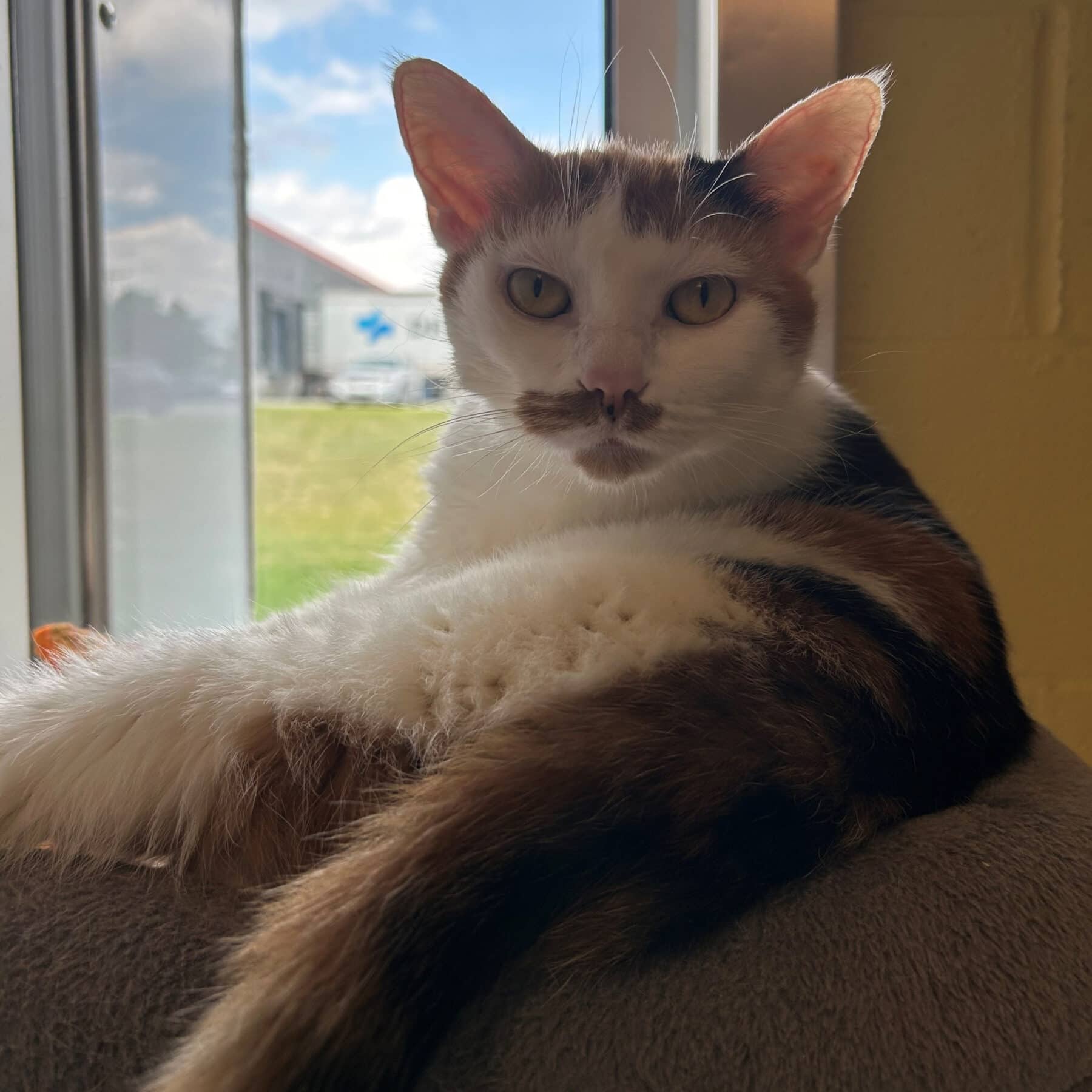 Totoro - Domestic cat available for adoption at SPA de l'Estrie in Sherbrooke
