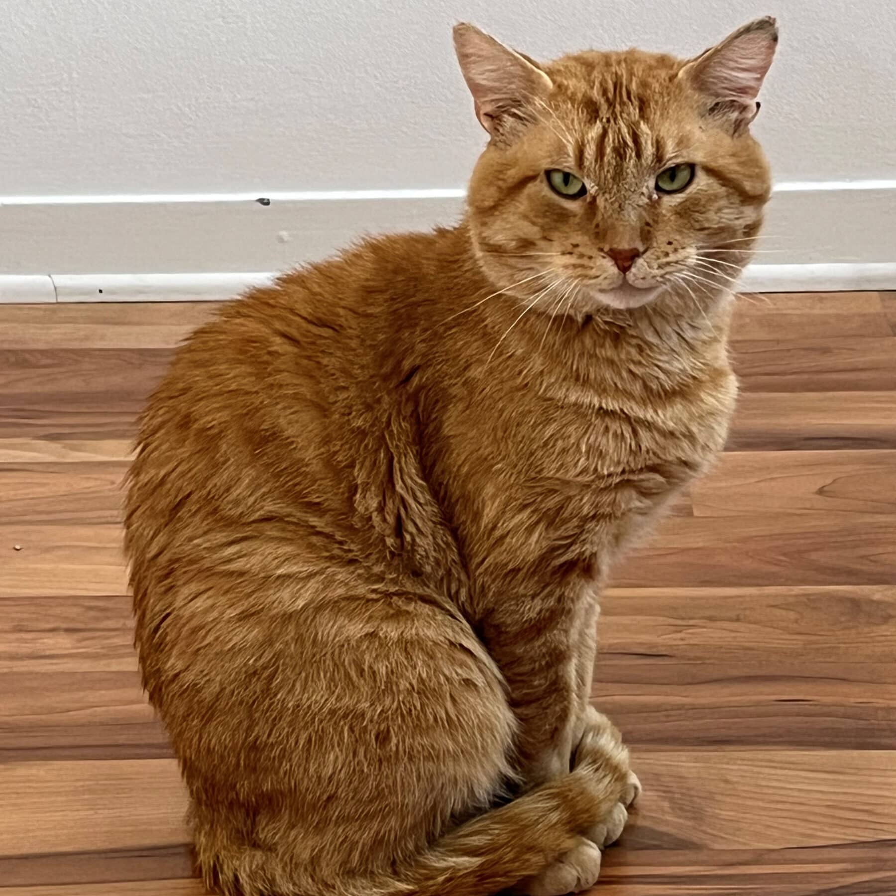 Mimolette - Domestic available for adoption