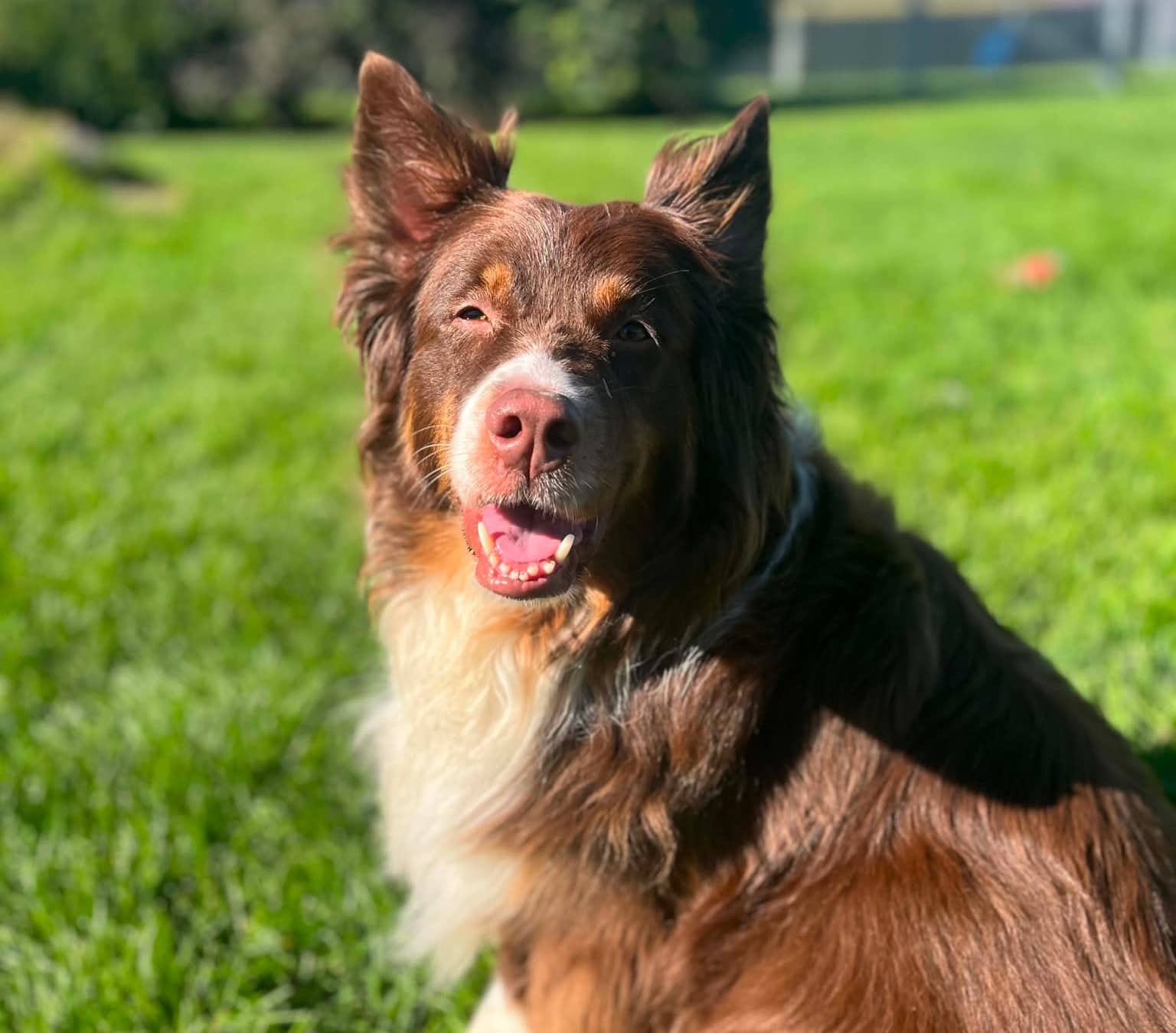 Béatrice - Mixed Breed available for adoption at SPA de l'Estrie in Sherbrooke