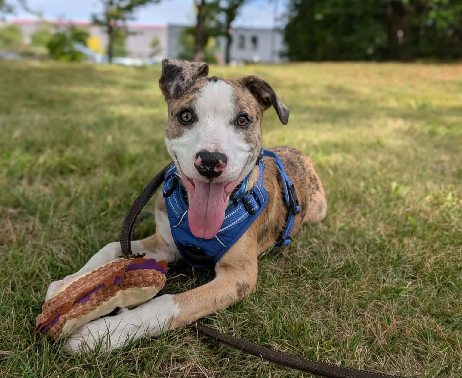 Gabriel - Mixed Breed available for adoption at SPA de l'Estrie in Sherbrooke