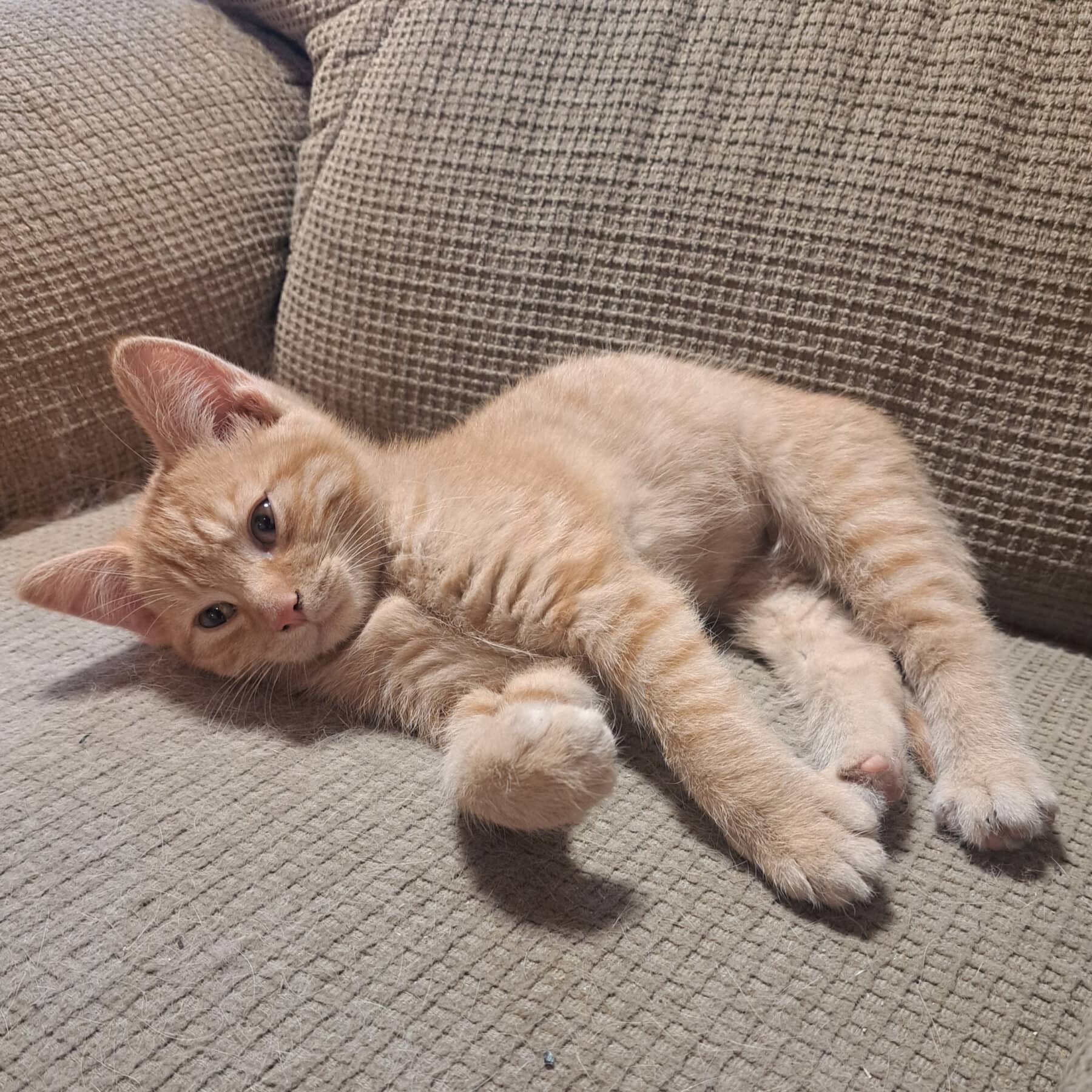 BMR - Domestic cat available for adoption at SPA de l'Estrie in Sherbrooke