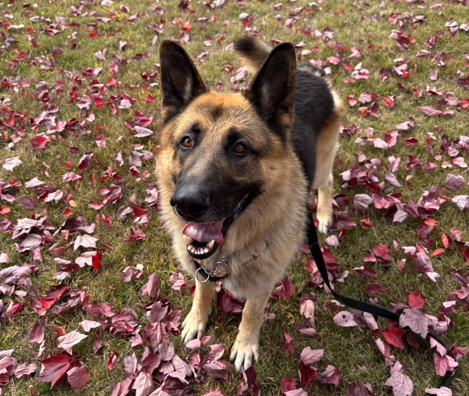 Kenji - Mixed Breed available for adoption at SPA de l'Estrie in Sherbrooke