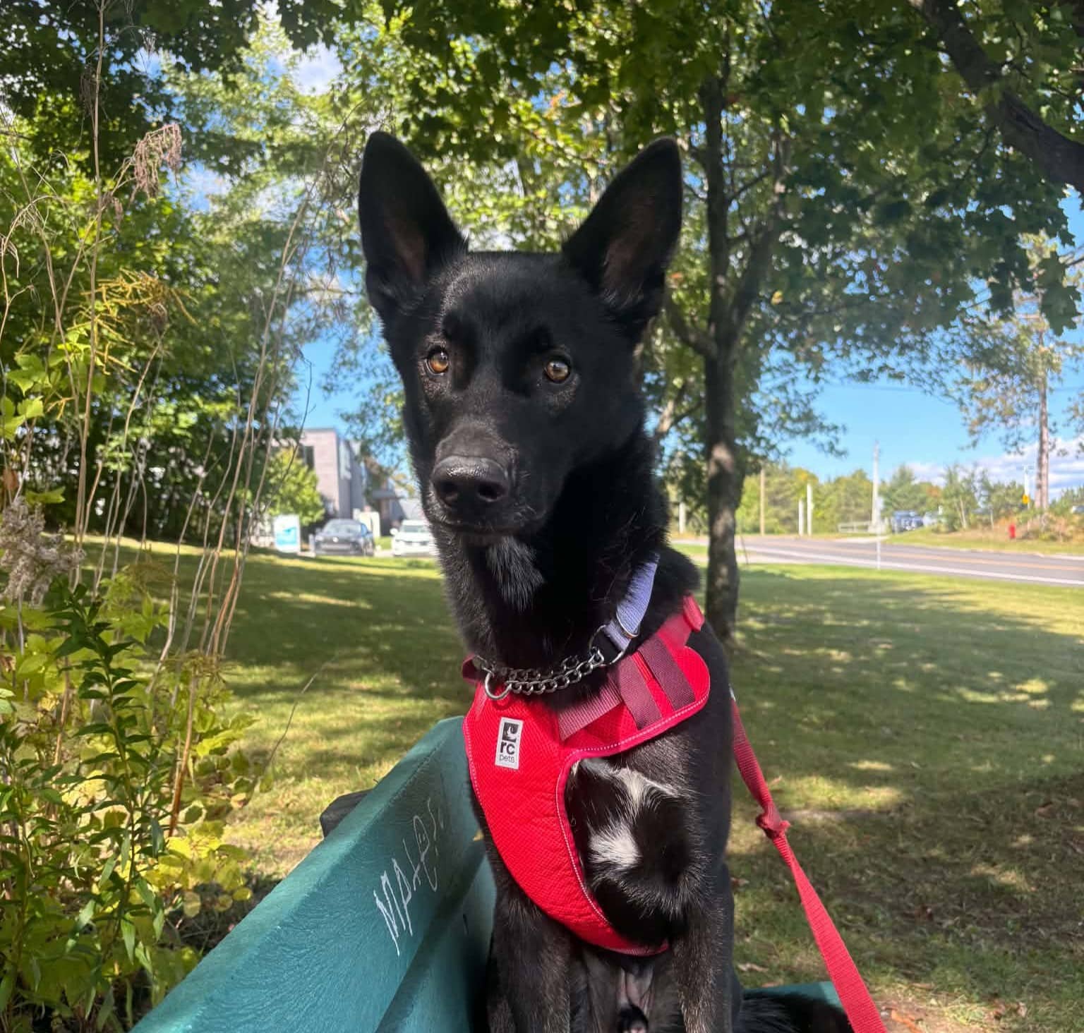 Lucifer - German Shepherd available for adoption at SPA de l'Estrie in Sherbrooke