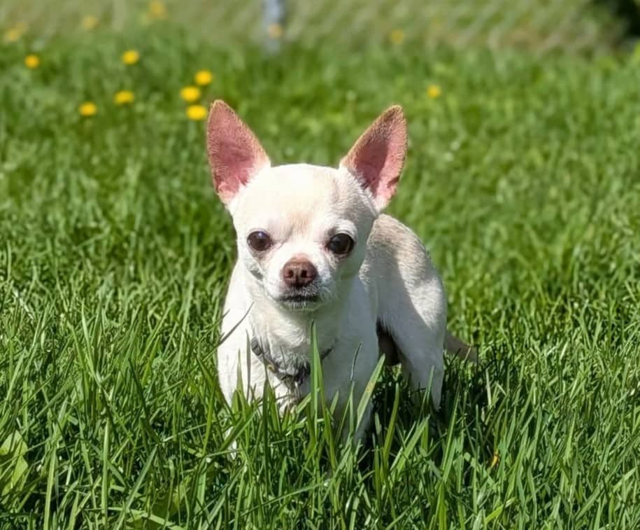 Thunder - Mixed Breed available for adoption at SPA de l'Estrie in Sherbrooke