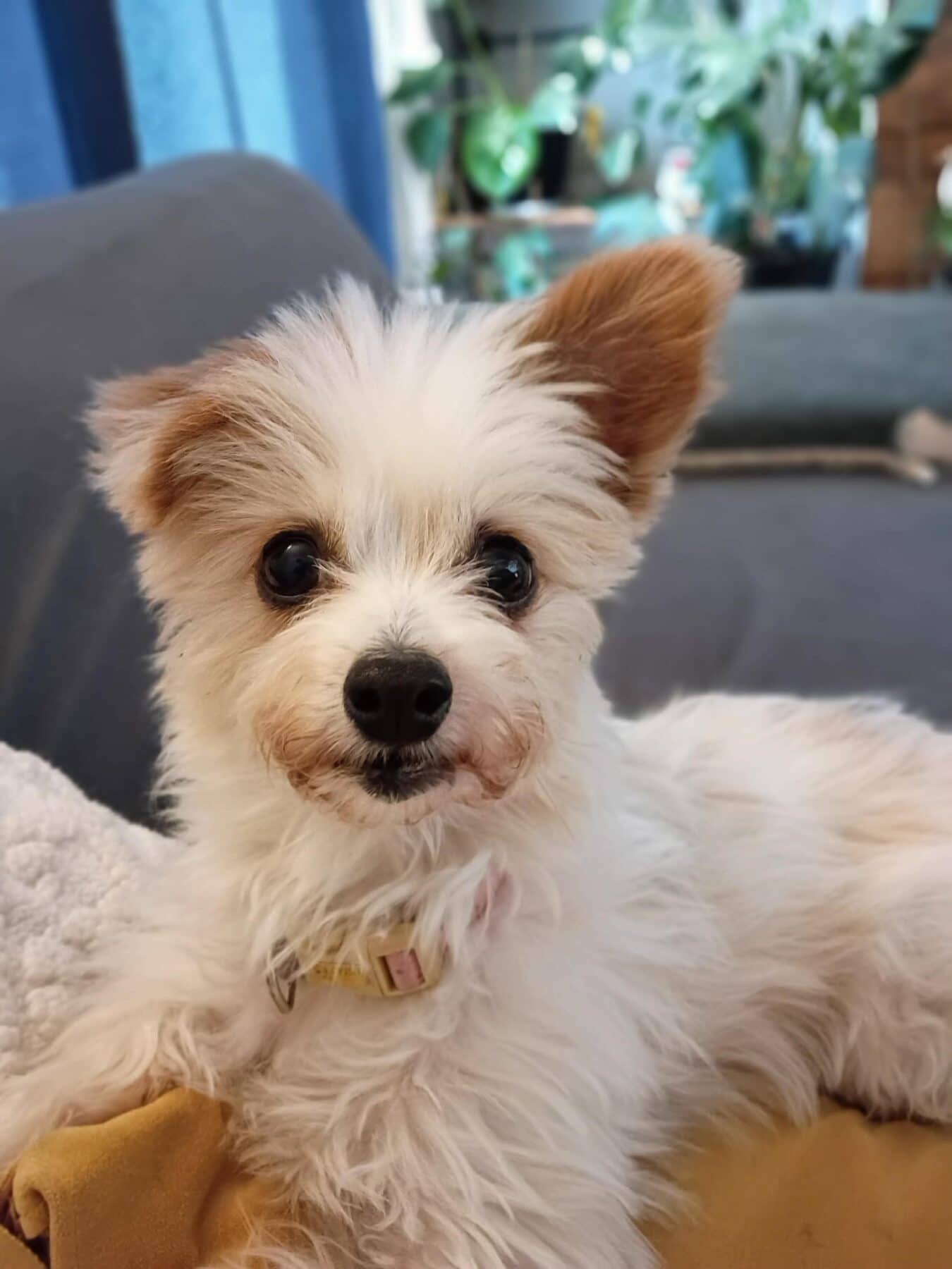 Tyrion - Mixed Breed available for adoption