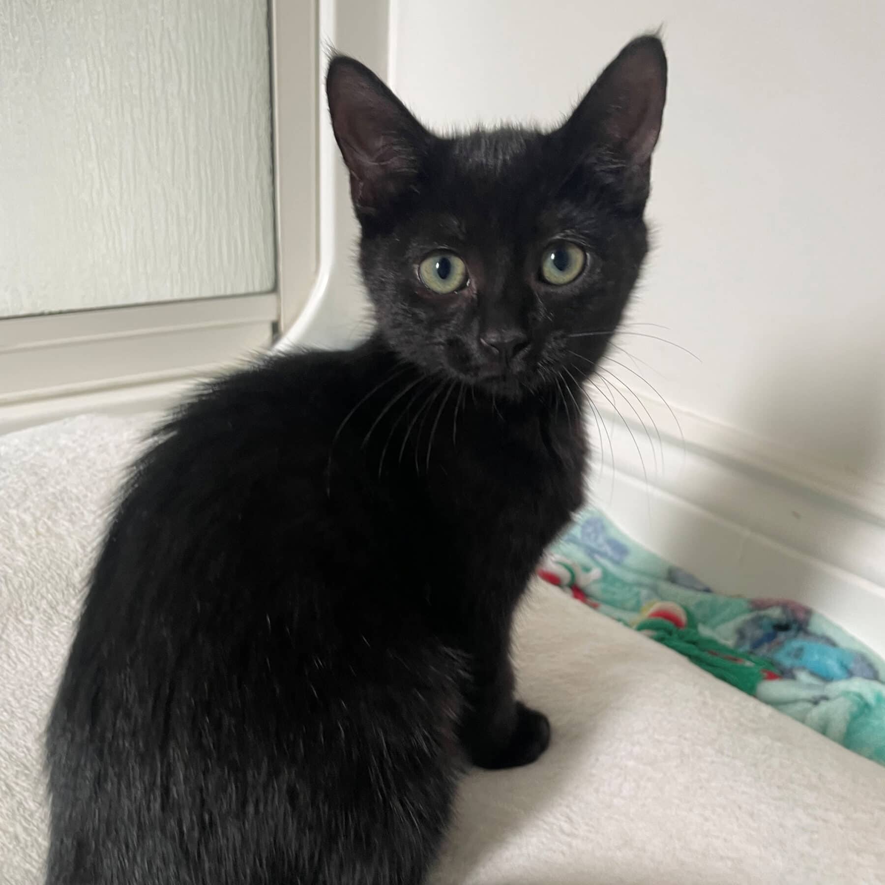 Ash, Domestic, chat à adopter au Québec