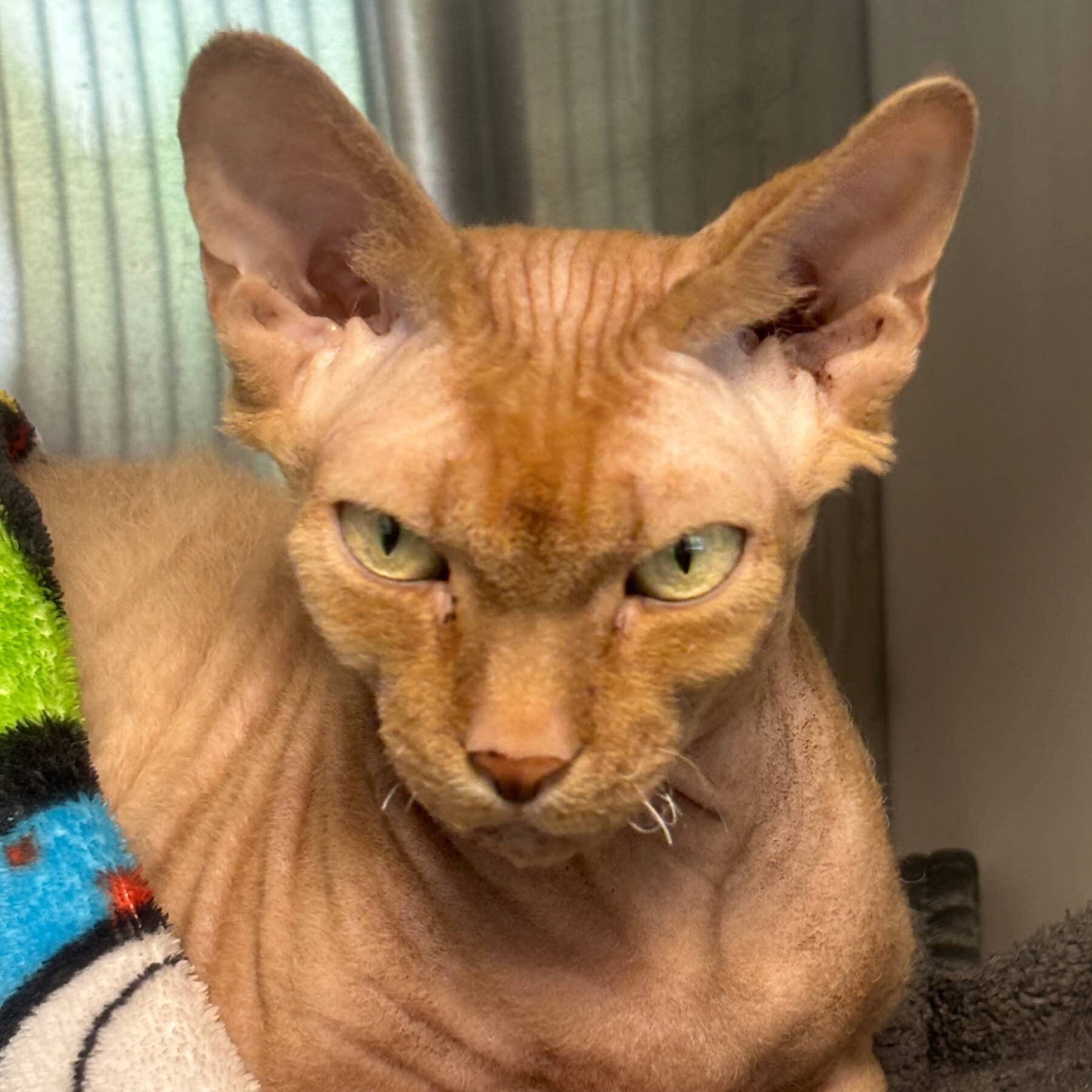 Bigoudi - Sphinx cat available for adoption at SPA de l'Estrie in Sherbrooke