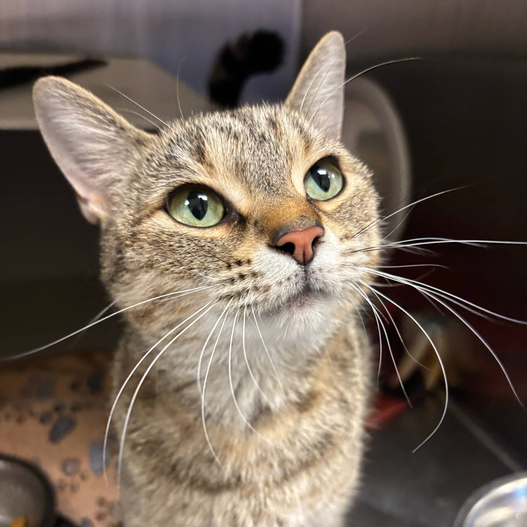 Camomille, Domestic, chat à adopter au Québec