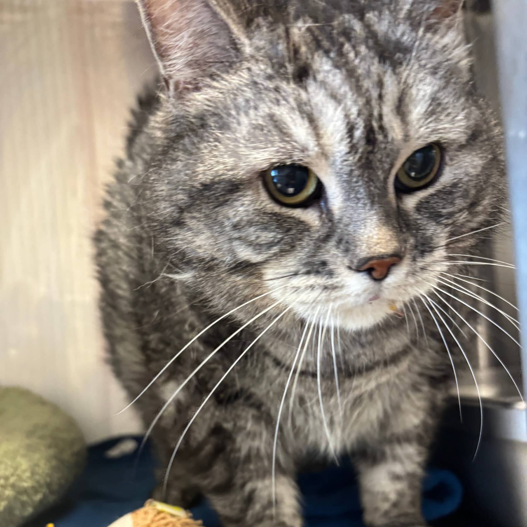 Cillia - Domestic available for adoption