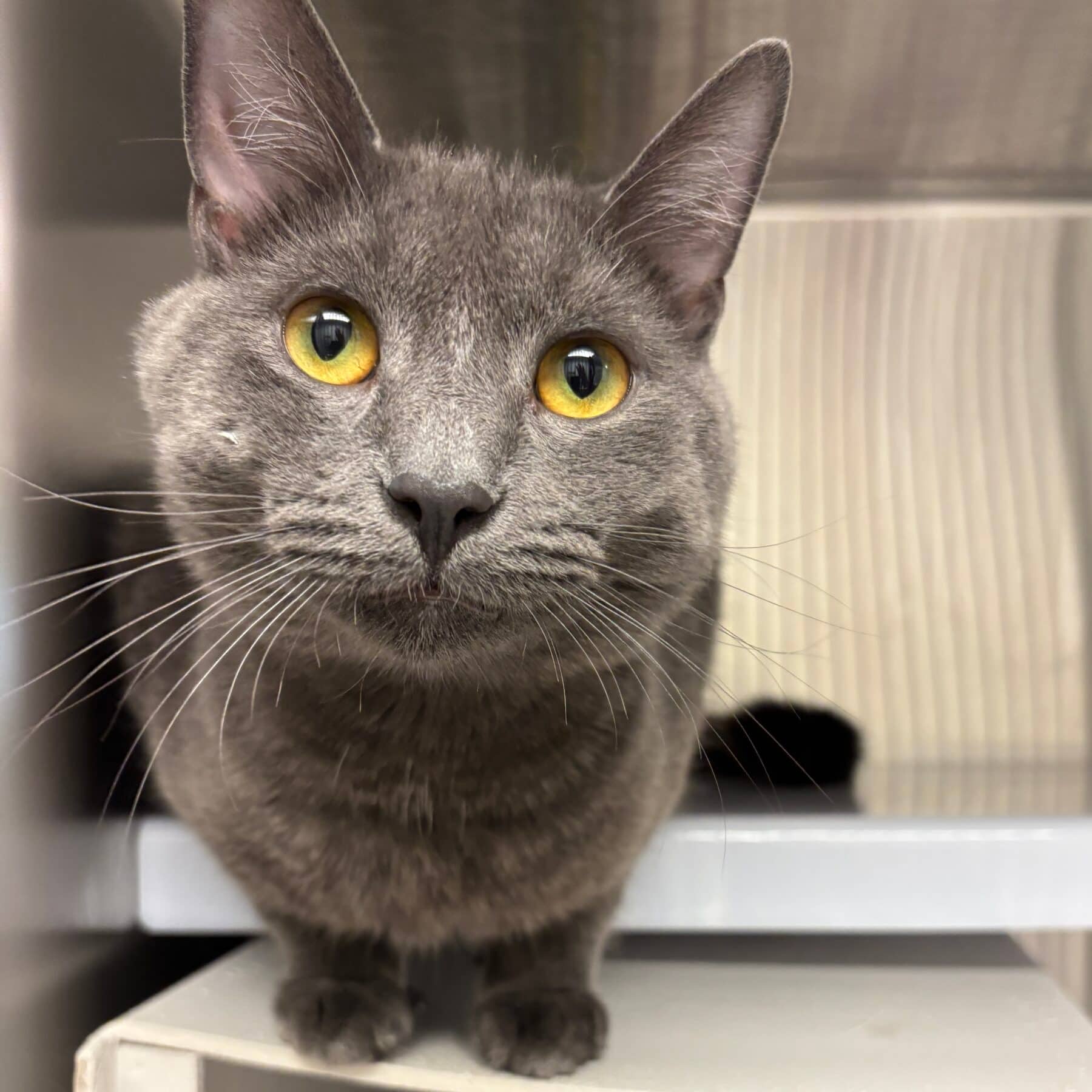 Milo, Domestic, chat à adopter au Québec