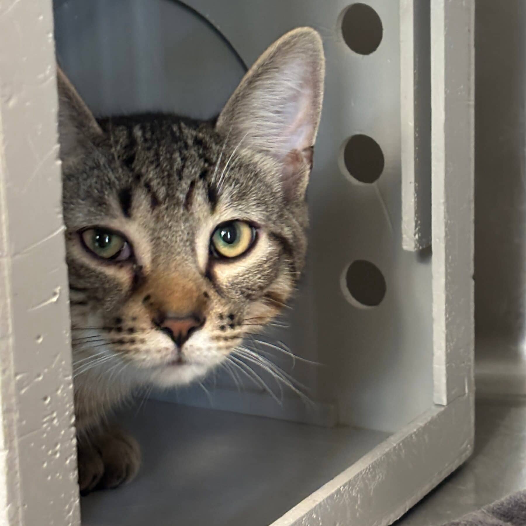 Patrick, Domestic, chat à adopter au Québec