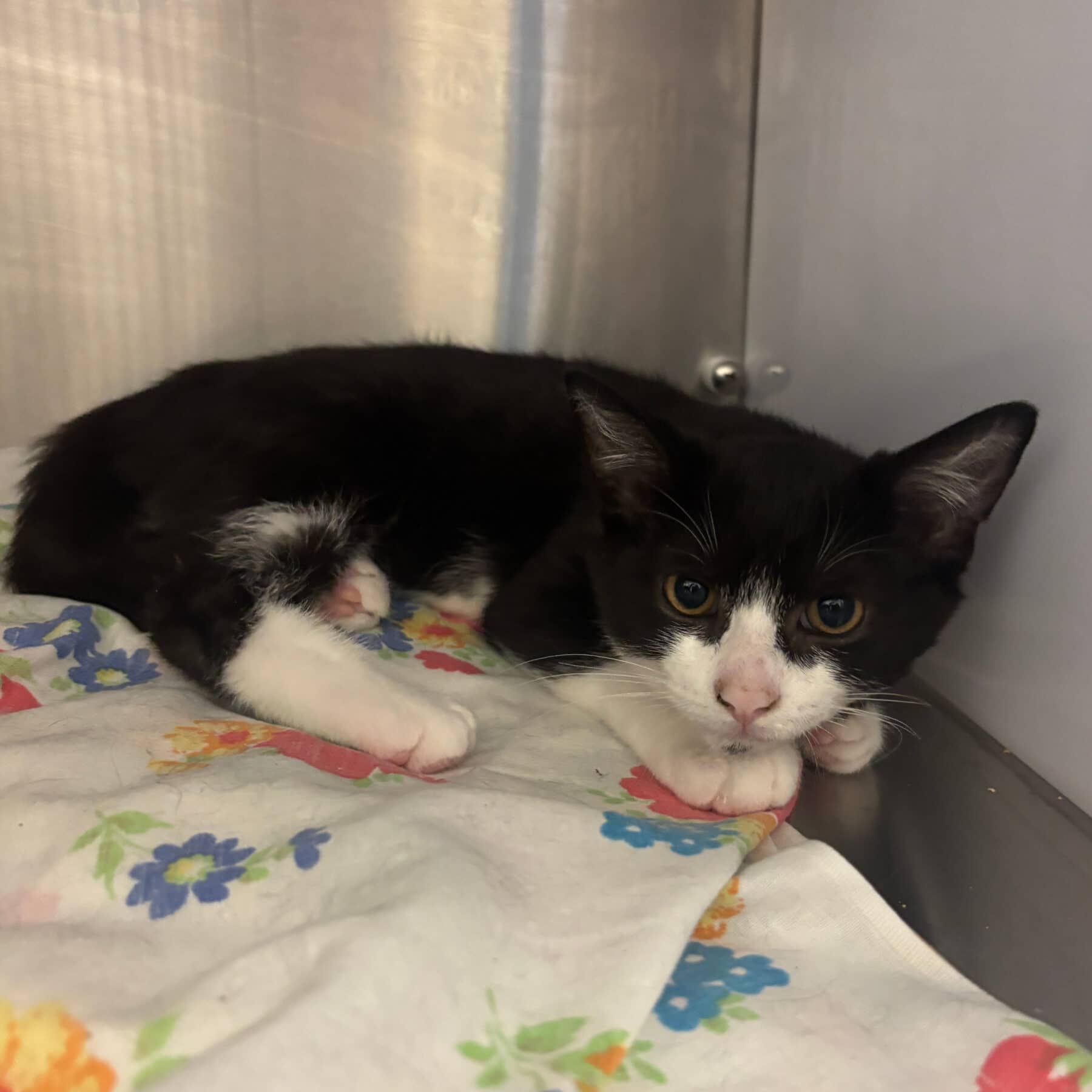Pinceau - Domestic available for adoption